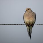 日本无码片免费手机在线观看 eulzh58sg