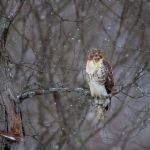 播五月色五开开心五月 je3p9