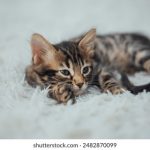 免费漫画的看18禁黄网站 yt05e4yj